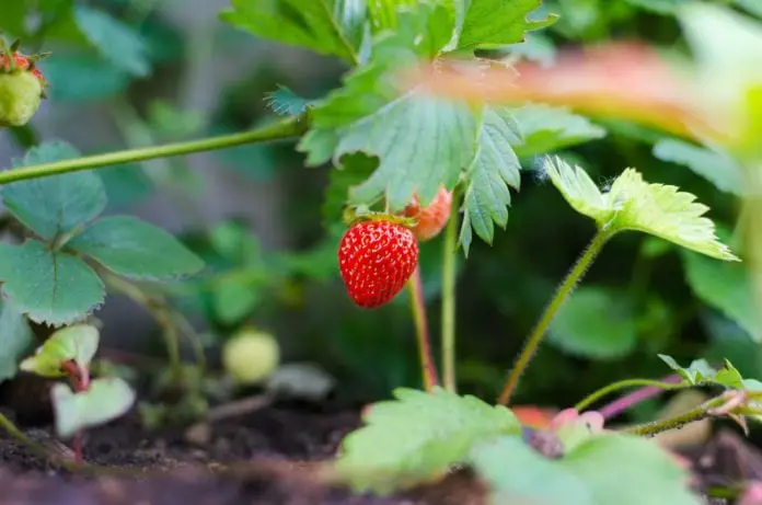 种植草莓