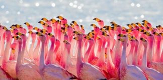 Pink Flamingos