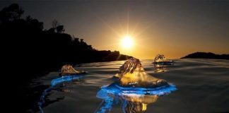 Blue Bottle Jellyfish