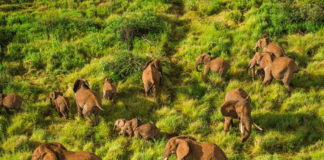 elephants