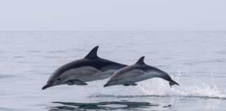 dolphins