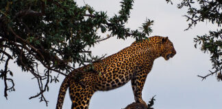 leopard - amazing animals pics of the week